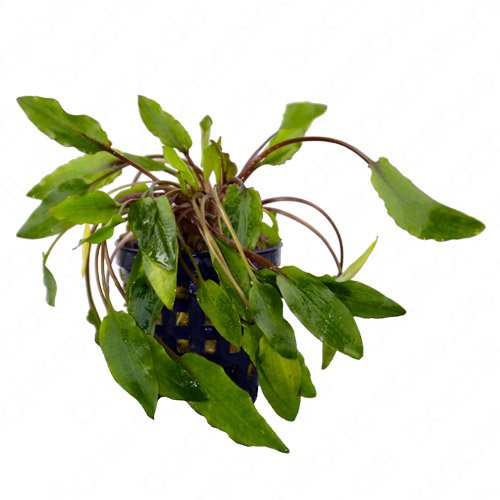 Cryptocoryne beckettii im Topf