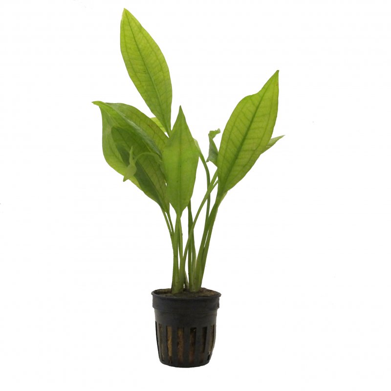 Echinodorus paniculatus im Topf