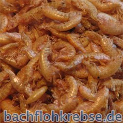 Gammarus ( Bachflohkrebse )