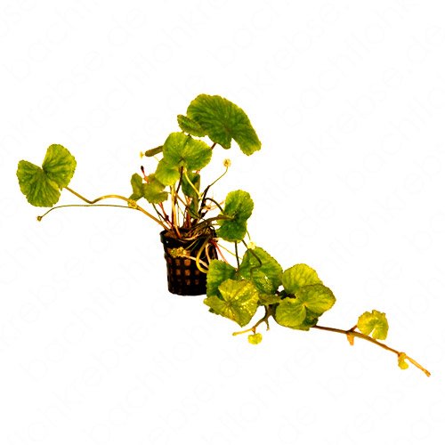 Hydrocotyle leucocephala im Topf