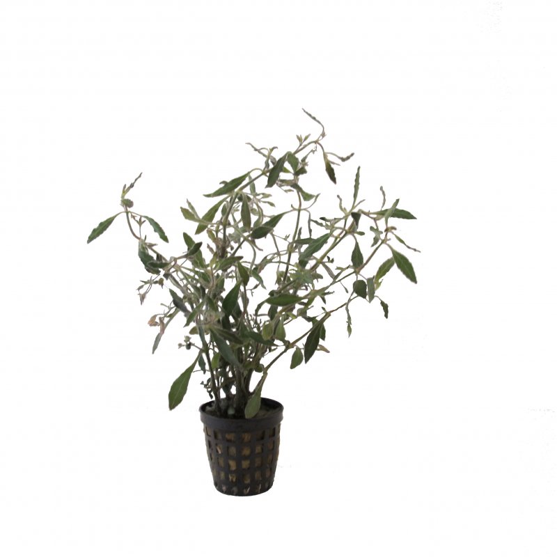 Hygrophila angustifolia im Topf