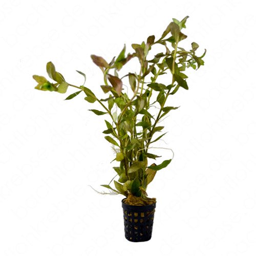 Hygrophila polysperma Rosae im Topf