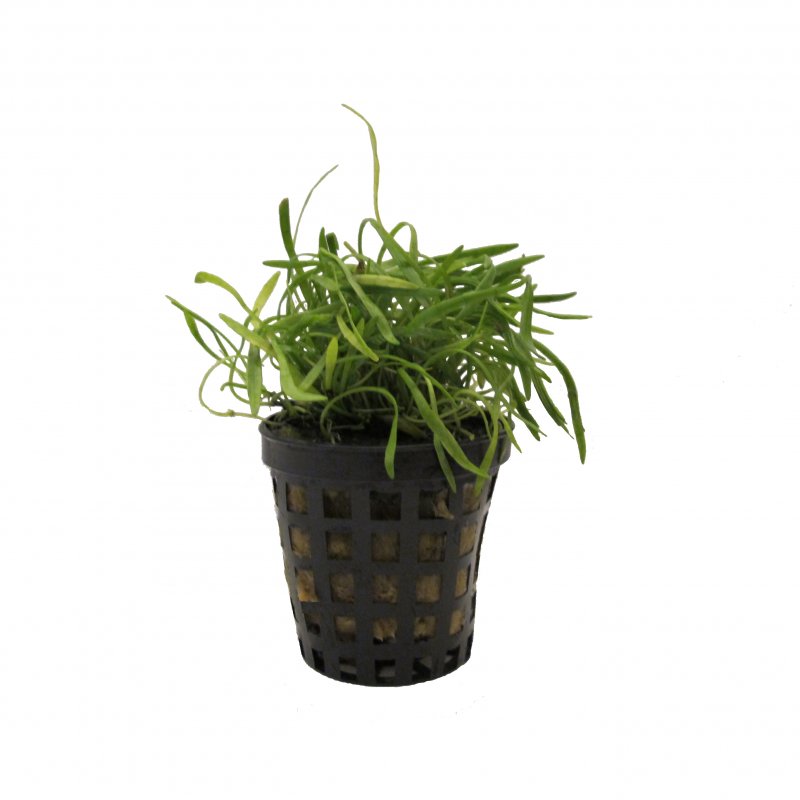 Lilaeopsis brasiliensis im Topf