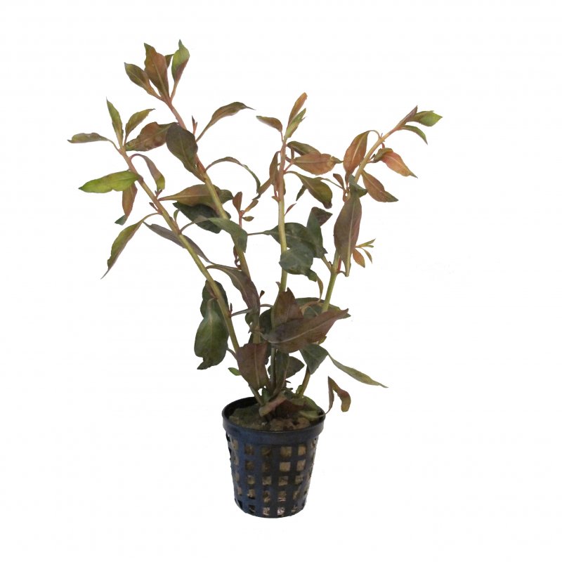 Ludwigia glandulosa im Topf
