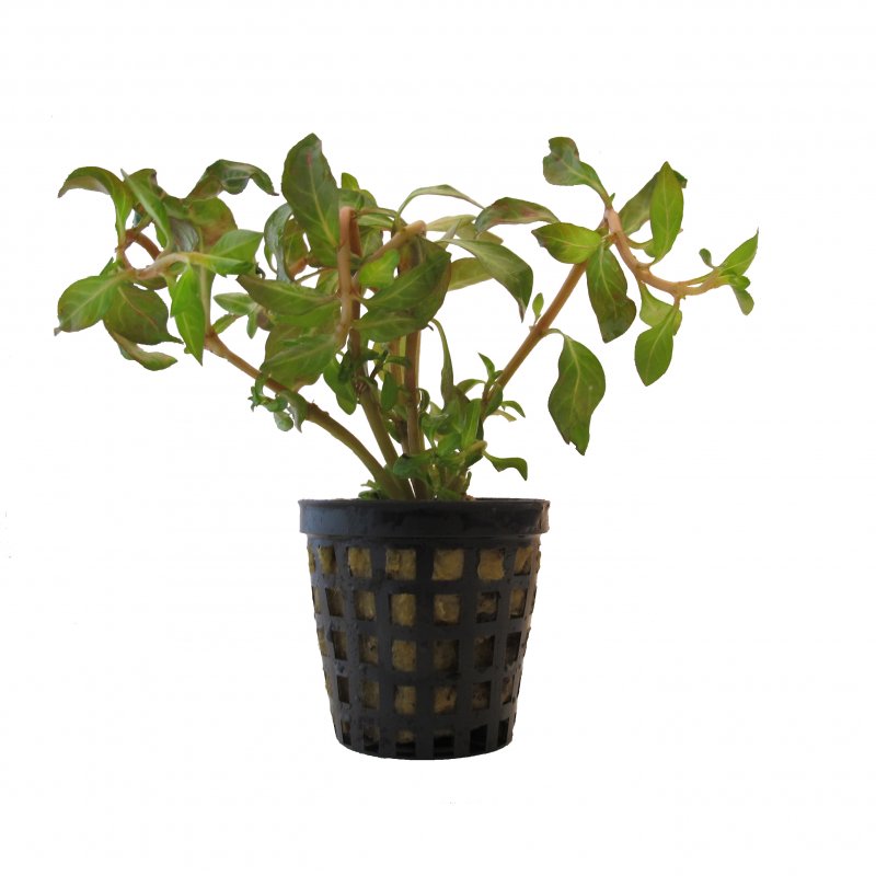 Ludwigia repens im Topf