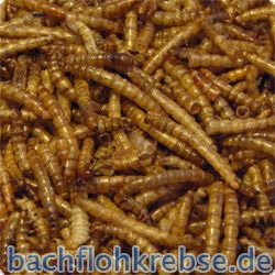 getrocknete Mehlw�rmer