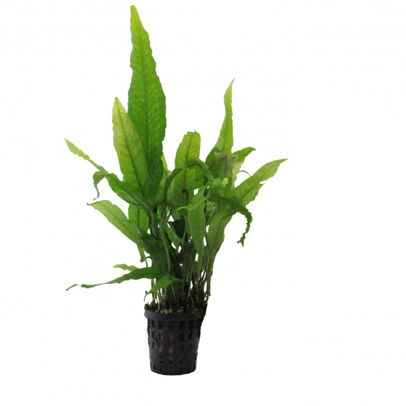 Microsorium pteropus XL im Topf