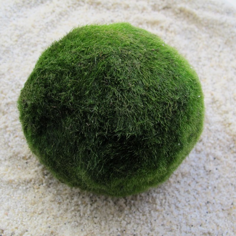 Mooskugel gro�: 7-10 cm