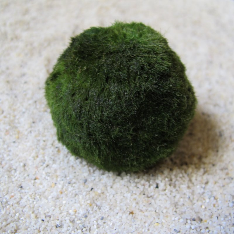 Mooskugel klein: 3-5 cm