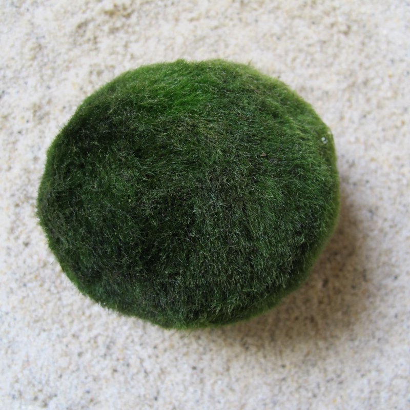 Mooskugel mittel: 5-7 cm