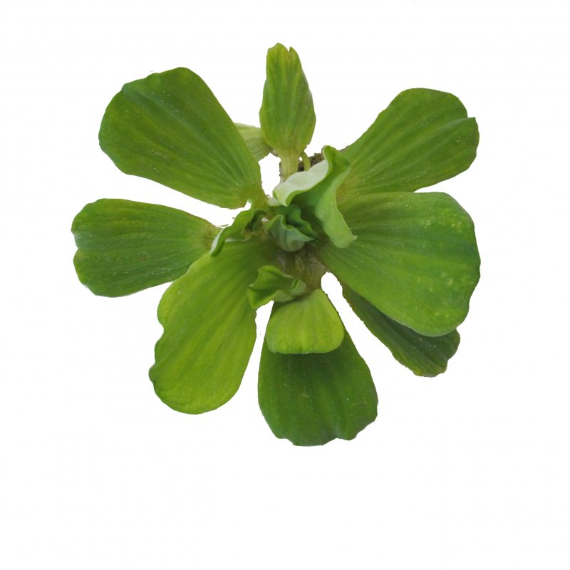 Pistia Stratiotes