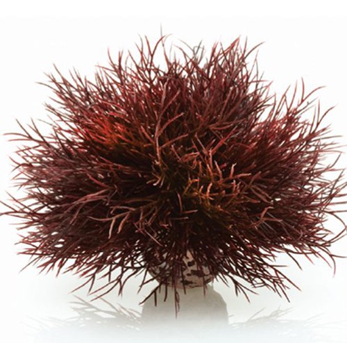 Seelilie Dekoration f�r biOrb Aquarien