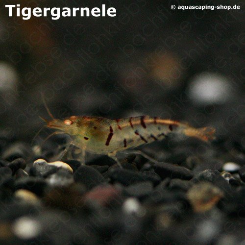 Tigergarnele / Tigerzwerggarnele
