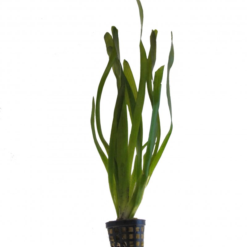 Vallisneria americana im Topf