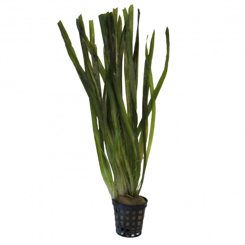 Vallisneria spiralis im Topf