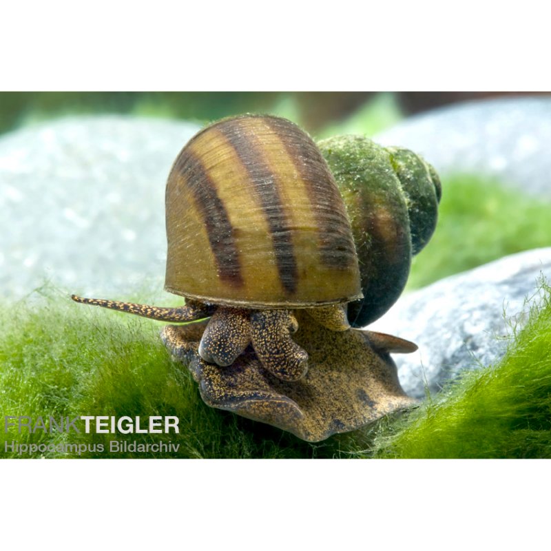 Sumpfdeckelschnecke für Teiche bei bachflohkrebse.de kaufen