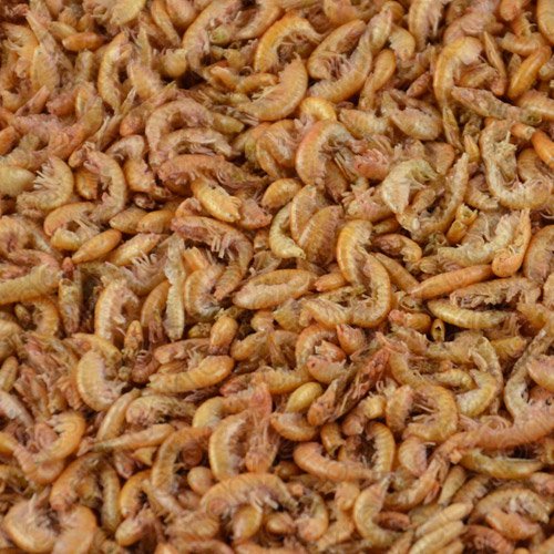 Gammarus ( Bachflohkrebse )