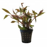 Alternanthera reineckii im Topf