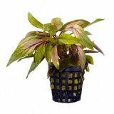 Alternanthera bettzickiana im Topf