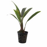 Anubias barteri var. angustifolia im Topf