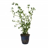 Bacopa monnieri im Topf
