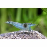 Blue Pearl Zwerggarnele
