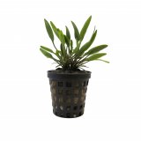 Cryptocoryne x willisii / Cryptocoryne nevillii im Topf