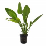 Echinodorus osiris im Topf