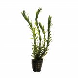 Egeria Densa im Topf