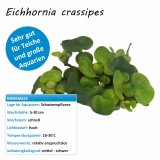 Eichhornia crassipes - Dickstielige Wasserhyazinthe