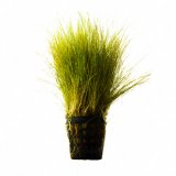 Eleocharis acicularis im Topf