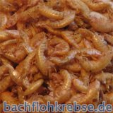 Gammarus ( Bachflohkrebse )