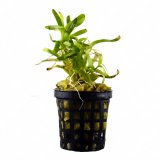 Heteranthera zosterifolia im Topf