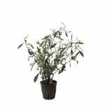Hygrophila angustifolia im Topf