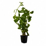Hygrophila difformis im Topf