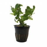Hygrophila Polysperma im Topf