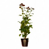 Hygrophila polysperma Rosae im Topf