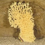 Koralle L