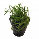 Lilaeopsis novae zelandiae im Topf