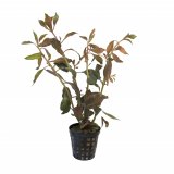 Ludwigia glandulosa im Topf