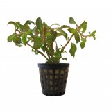 Ludwigia repens im Topf
