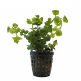 Lysimachia nummularia im Topf