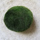 Mooskugel mittel: 5-7 cm