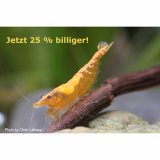 Orange Fire Zwerggarnele