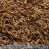 Rote M�ckenlarven