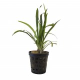 Sagittaria subulata var. subulata im Topf