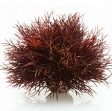 Seelilie Dekoration f�r biOrb Aquarien