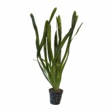 Vallisneria gigantea im Topf