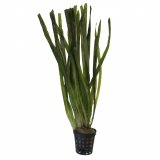 Vallisneria spiralis im Topf