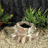 Wurzel Stumpf 16x8cm
